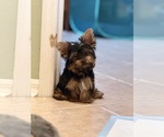 Small #2 Yorkshire Terrier