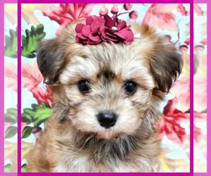 Maltipoo Puppy for sale in TAYLOR, TX, USA