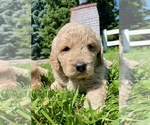 Puppy Bodie Goldendoodle