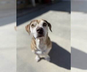Max Lucas - - Male Beagle Dog for Adoption - Photo #11