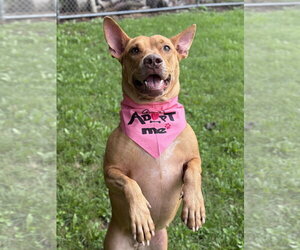 Gwaltney - Female Mutt Dog for Adoption - Photo #7