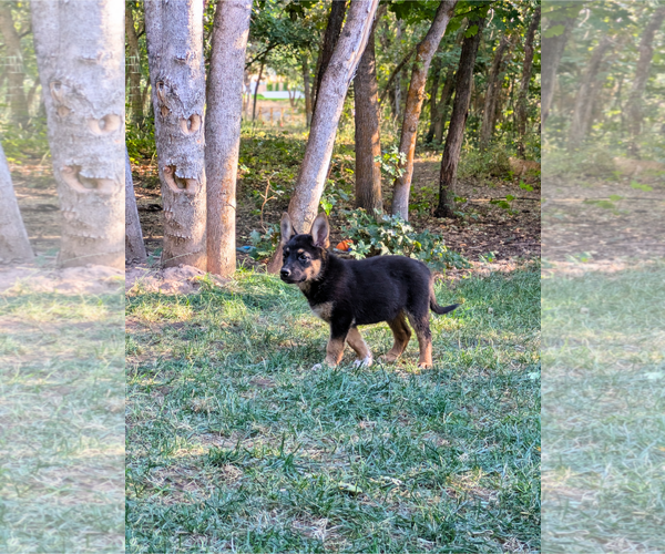 Medium Photo #3 Mutt Puppy For Sale in Sandy, UT, USA