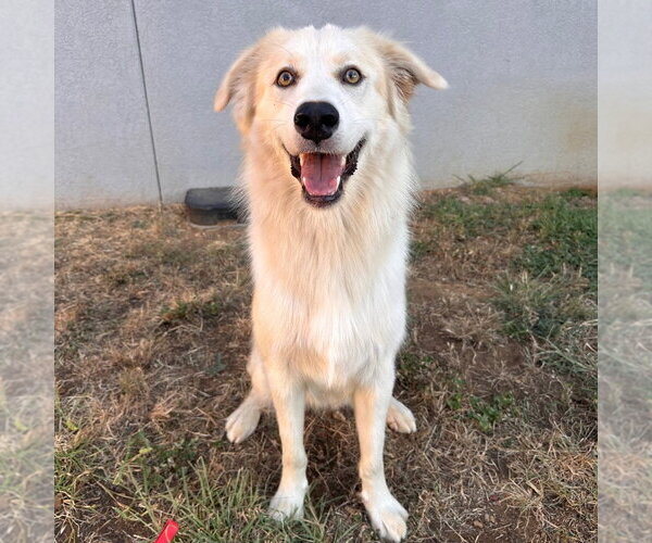 Medium Photo #4 Anatolian Shepherd-Unknown Mix Puppy For Sale in Canton, CT, USA