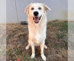 Small #3 Anatolian Shepherd Mix
