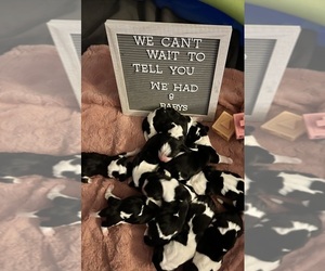 Basset Hound Puppy for Sale in SPOKANE, Washington USA