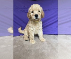 Goldendoodle Puppy for sale in STELLA, MO, USA
