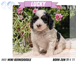 Small #12 Miniature Bernedoodle