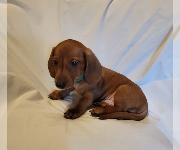 Medium Photo #4 Dachshund Puppy For Sale in KUNA, ID, USA
