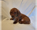Small Photo #4 Dachshund Puppy For Sale in KUNA, ID, USA