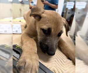 Mutt Dogs for adoption in Riverside, CA, USA