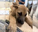 JOEY - Male Mutt Dog for Adoption - Small photo