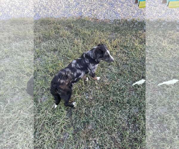 Medium Photo #2 Australian Shepherd-Unknown Mix Puppy For Sale in Westwood, NJ, USA