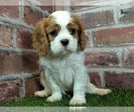 Small #2 Cavalier King Charles Spaniel