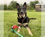 Small #8 German Shepherd Dog Mix