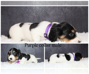 Dachshund Puppy for sale in INDEPENDENCE, IA, USA