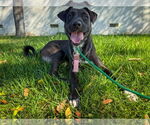 Small #10 Labrador Retriever Mix