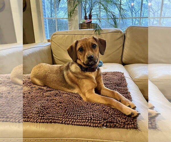 Medium Photo #5 Mutt Puppy For Sale in New York, NY, USA