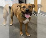 Small Labrador Retriever Mix