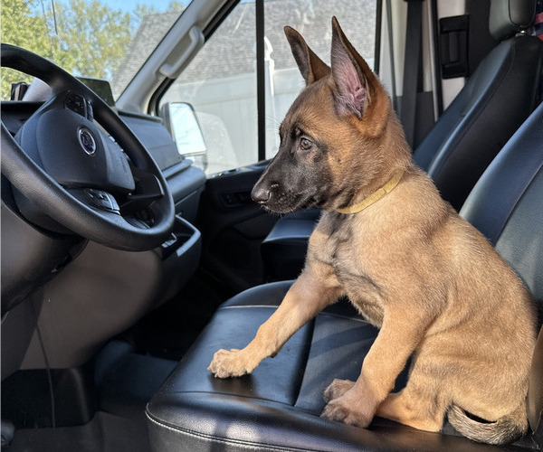 Medium Photo #5 Belgian Malinois Puppy For Sale in S CHARLESTON, WV, USA