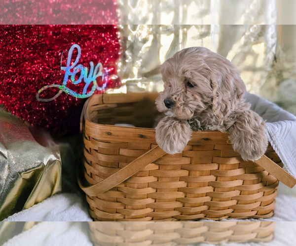 Medium Photo #3 Cockapoo (Miniature) Puppy For Sale in GAP, PA, USA