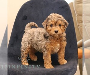 Bernedoodle (Miniature) Puppy for sale in NARVON, PA, USA