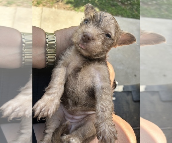 Medium Photo #5 Scottish Terrier Puppy For Sale in BUSH, LA, USA