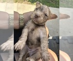 Small Photo #16 Scottish Terrier Puppy For Sale in BUSH, LA, USA