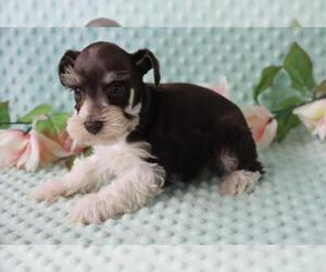 Schnauzer (Miniature) Puppy for sale in ORO VALLEY, AZ, USA