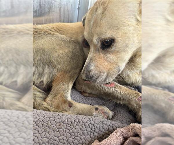 Medium Photo #1 Golden Retriever-Unknown Mix Puppy For Sale in San Antonio, TX, USA