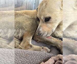 Golden Retriever-Unknown Mix Dogs for adoption in San Antonio, TX, USA