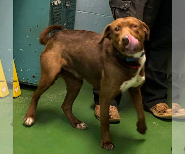 Medium Photo #2 Beagle-Unknown Mix Puppy For Sale in Rustburg, VA, USA