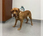 Small Photo #2 American Pit Bull Terrier Puppy For Sale in Rancho Cucamonga, CA, USA