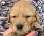 Puppy Trout Golden Retriever