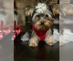 Small Photo #4 Yorkshire Terrier Puppy For Sale in PALO ALTO, CA, USA