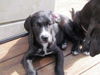 Puppy 0 Labrador Retriever-Saint Bernard Mix