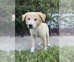 Small #5 Golden Retriever Mix