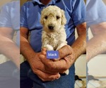 Small Photo #2 Poodle (Standard) Puppy For Sale in MONROE, NC, USA