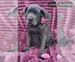 Image preview for Ad Listing. Nickname: June