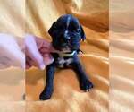 Small Photo #16 Boxer Puppy For Sale in LAUREL, DE, USA