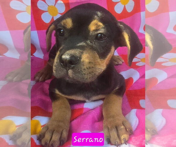 Medium Photo #1 Catahoula Leopard Dog-Unknown Mix Puppy For Sale in Alexander, AR, USA