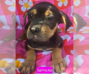 Catahoula Leopard Dog-Unknown Mix Dogs for adoption in Alexander, AR, USA