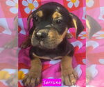 Small Catahoula Leopard Dog Mix