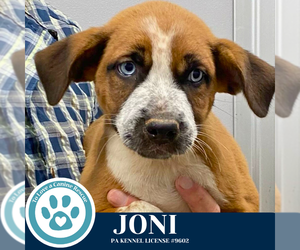 Boxer-Unknown Mix Dogs for adoption in Kimberton, PA, USA