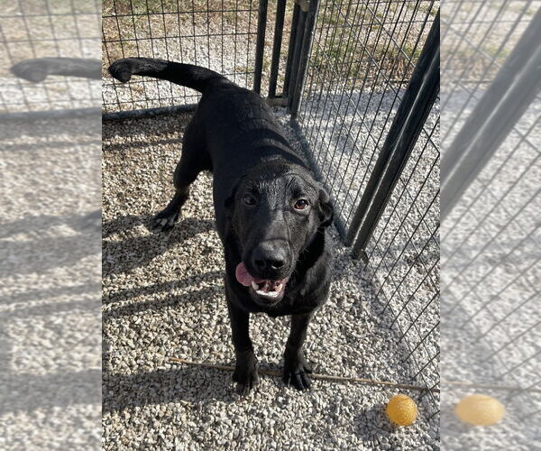 Medium Photo #1 Labrenees Puppy For Sale in Bolivar, MO, USA
