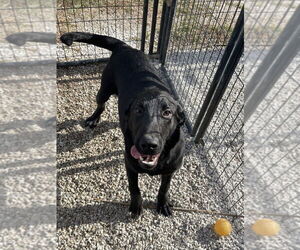 Labrenees Dogs for adoption in Bolivar, MO, USA