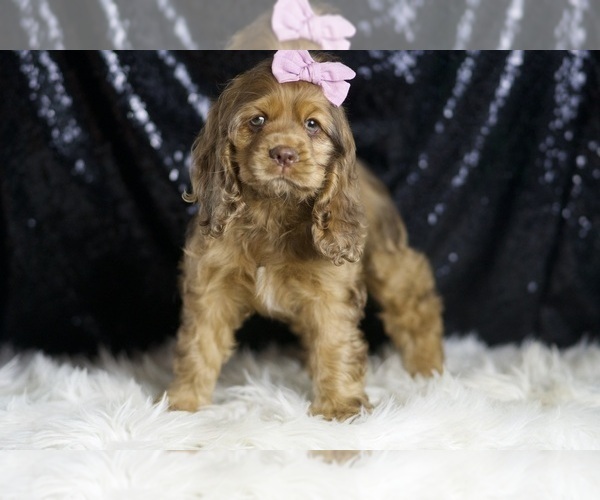 Medium Photo #4 Cocker Spaniel Puppy For Sale in WARSAW, IN, USA
