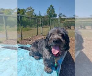 Miniature Schnauzer-Poodle (Miniature) Mix Dogs for adoption in Waterford, VA, USA
