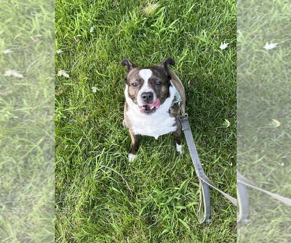 Medium Photo #4 Australian Shepherd-French Bulldog Mix Puppy For Sale in Minneapolis, MN, USA