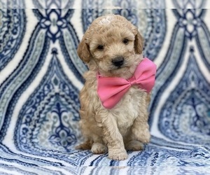 Poodle (Miniature) Puppy for sale in LANCASTER, PA, USA