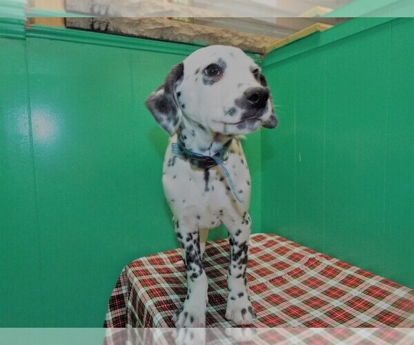 Medium Photo #4 Dalmatian Puppy For Sale in PATERSON, NJ, USA